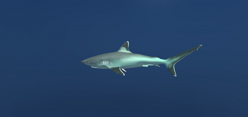 Silvertip Reef Shark preview image 1